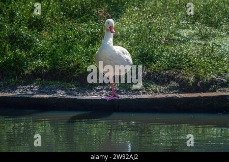 Coscoroba Swan in piedi su una gamba (Coscoroba coscoroba) Foto Stock