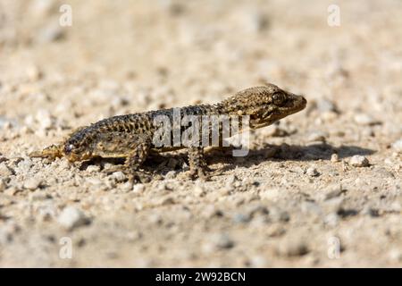 Vista da terra di un rettile, il geco marrone (Tarentola mauritanica), fotografia ravvicinata Foto Stock