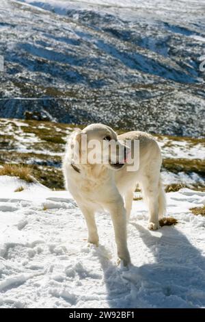 Il cane Golden retriever sulla cima di una montagna innevata guarda in lontananza, sullo sfondo del cielo e delle montagne innevate Foto Stock