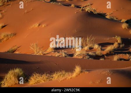 Antilope di Oryx su una duna di sabbia rossa, spitbuck (Oryx gazella) al tramonto, deserto del Namib, riserva naturale del NamibRand, Namibia Foto Stock