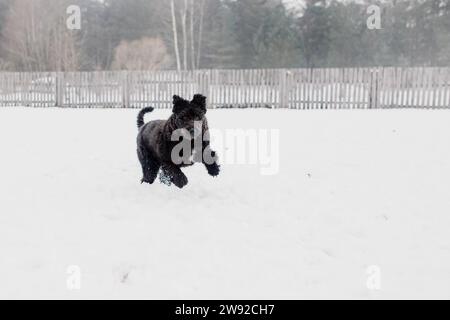 Il cane da pastore Bouvier des Flandres corre sulla neve in inverno Foto Stock