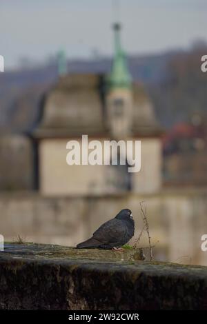 Piccione cittadino, piccione domestico, piccione, Henkersbrücke, sala Schwäbisch, Kochertal, Kocher, Hohenlohe, Heilbronn-Franken, Baden-Württemberg, Germania, EUR Foto Stock