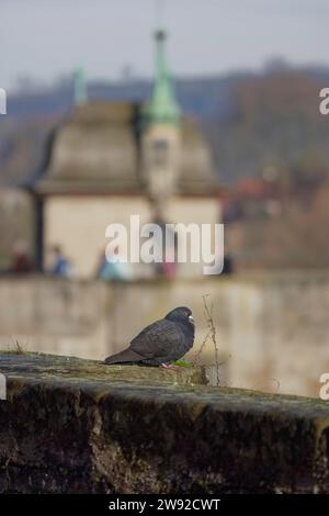 Piccione cittadino, piccione domestico, piccione, Henkersbruecke, Schwaebisch Hall, Kochertal, Kocher, Hohenlohe, Heilbronn-Franken, Baden-Wuerttemberg, Germania Foto Stock