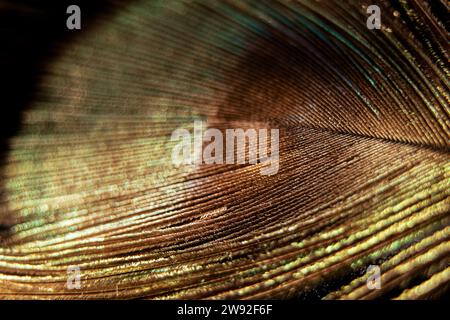 Foto macro Peacock per sfondo, primo piano con una piuma di pavone Foto Stock