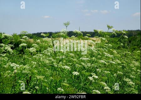 Yarrows (Achillea) è un genere di piante della famiglia composita (Asteraceae). Il suo nome botanico Achillea deriva dall'eroe greco Achille Foto Stock