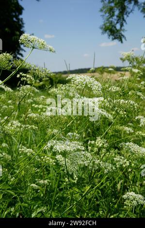 Yarrows (Achillea) è un genere di piante della famiglia composita (Asteraceae). Il suo nome botanico Achillea deriva dall'eroe greco Achille Foto Stock