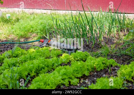 Innaffiatura automatica di orti in giardino. Impianto di irrigazione, irrigatore. Foto Stock