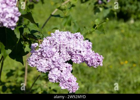 lilla in fioritura primaverile, fiori lilla in fioritura nel parco primaverile Foto Stock