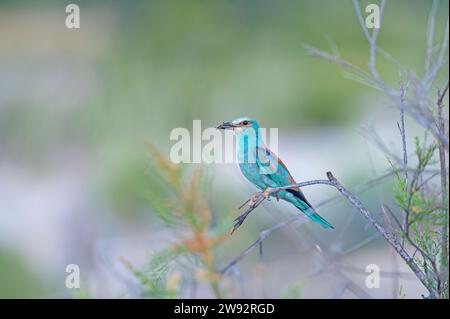 Rullo europeo (Coracias garrulus) in attesa su un ramo con preda in bocca. Foto Stock