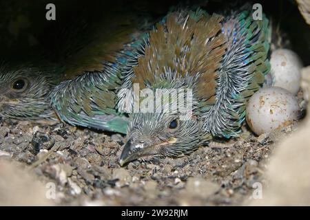 European Roller, Coracias garrulus uova e pulcini nel nido. Foto Stock