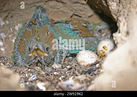 European Roller, Coracias garrulus uova e pulcini nel nido. Foto Stock