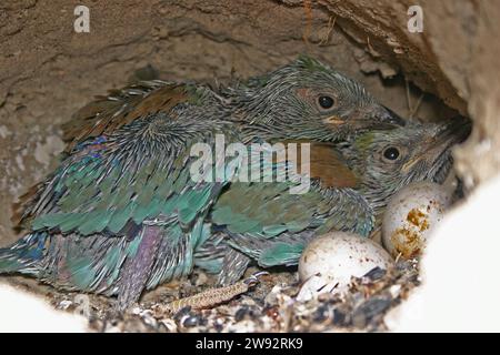 European Roller, Coracias garrulus uova e pulcini nel nido. Foto Stock