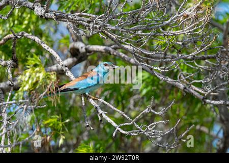 Rullo europeo (Coracias garrulus) in piedi su una diramazione. Foto Stock