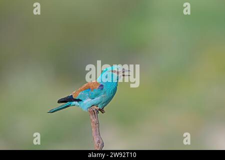 Rullo europeo (Coracias garrulus) in piedi su una diramazione. Foto Stock