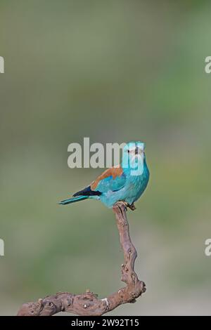 Rullo europeo (Coracias garrulus) in piedi su una diramazione. Foto Stock