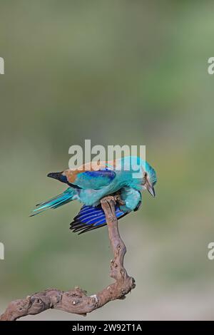 Rullo europeo (Coracias garrulus) in piedi su una diramazione. Foto Stock