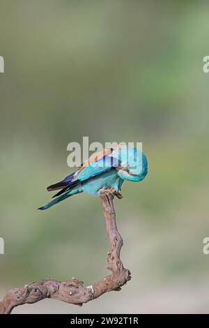 European Roller (Coracias garrulus) per la pulizia delle piume su un ramo. Foto Stock