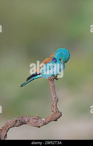 European Roller (Coracias garrulus) per la pulizia delle piume su un ramo. Foto Stock