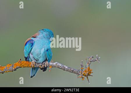 European Roller (Coracias garrulus) per la pulizia delle piume su un ramo. Foto Stock