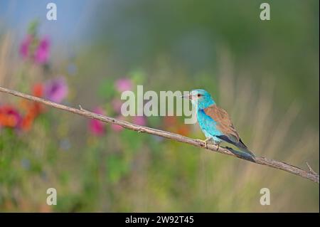 Rullo europeo (Coracias garrulus) in piedi su una diramazione. Foto Stock