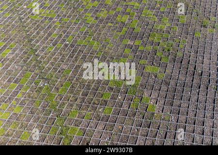 rete di ghiaia per rafforzare il terreno e la ghiaia sul pendio, erba verde coltivata attraverso celle di plastica a rete sul pendio vicino alla riva del fiume Foto Stock