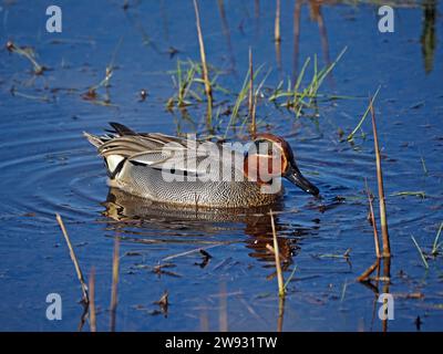 drake Eurasian Tea (Anas crecca), common Tea, o Eurasian Green-Wing Tea - elegante anatra dabbling - Leighton Moss RSPB Reserve Lancashire Inghilterra, Regno Unito Foto Stock