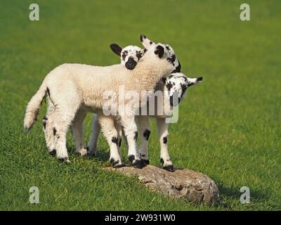 Tre tre agnelli primaverili con contrassegni neri sul viso, orecchie e ginocchia si aggrappano insieme in piedi su affioramenti di roccia calcarea nel campo di erba Cumbria, Inghilterra, Regno Unito Foto Stock