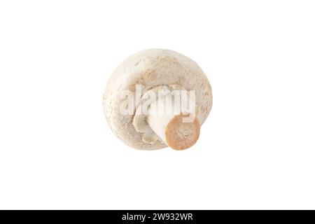 Pulsante a fungo champignon bianco isolato su bianco. Agaricus bisporus. Corpo frutta immaturo con il velo intatto. Foto Stock
