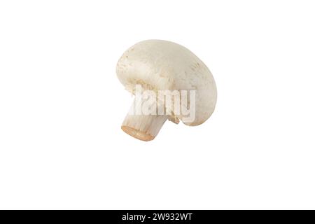 Pulsante a fungo champignon bianco isolato su bianco. Agaricus bisporus. Vista laterale del corpo della frutta immatura. Foto Stock