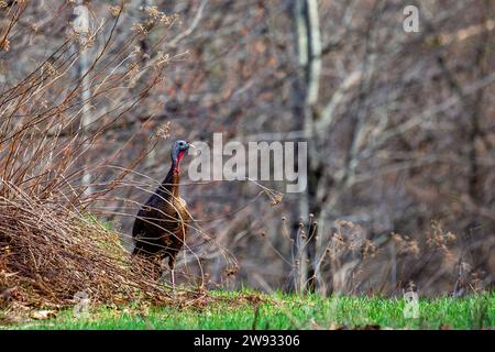 Femmine selvatiche della turchia orientale (Meleagris gallopavo) che camminano attraverso il pennello nel Wisconsin, orizzontalmente Foto Stock