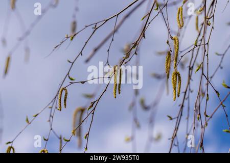 una betulla senza fogliame nella stagione primaverile, una bella betulla durante la fioritura primaverile Foto Stock