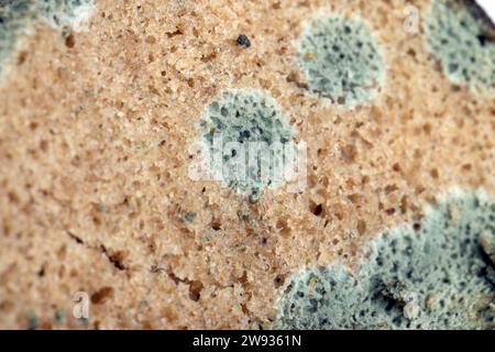 pezzi pericolosi di pane ricoperti di muffa sul tavolo, una pagnotta di pane a base di grano e farina di segale rovinata da batteri e muffe Foto Stock