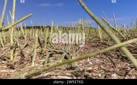 la stoppia di colza che è stata lasciata dopo il raccolto, il campo in cui è stata raccolta la colza Foto Stock