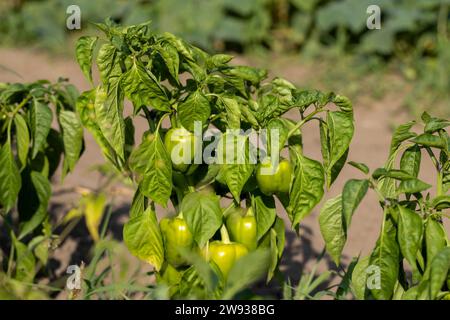 peperoni dolci che maturano in giardino alla fine dell'estate, alcuni frutti di pepe sui cespugli del giardino Foto Stock