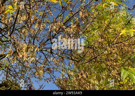 Ingiallimento del fogliame di cenere nella stagione autunnale, il fogliame di cenere cambia colore dal verde al giallo-arancione Foto Stock