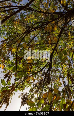 Ingiallimento del fogliame di cenere nella stagione autunnale, il fogliame di cenere cambia colore dal verde al giallo-arancione Foto Stock