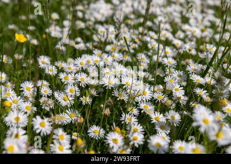 fiori di margherita bianchi nel parco in primavera, una bella radura con molte margherite bianche nell'erba verde Foto Stock