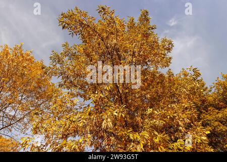 Ingiallimento del fogliame di cenere nella stagione autunnale, il fogliame di cenere cambia colore dal verde al giallo-arancione Foto Stock
