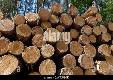 tronchi di pino segati e accatastati nel bosco durante il taglio, un gran numero di pini segati per la produzione e la produzione di legno di pino Foto Stock