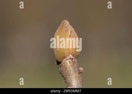 rami di noce nella stagione primaverile, rami di noce senza fogliame in condizioni di sole Foto Stock