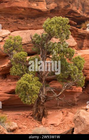 Il ginepro lungo il Grand View Trail e il Parco Nazionale di Canyonlands, Utah Foto Stock