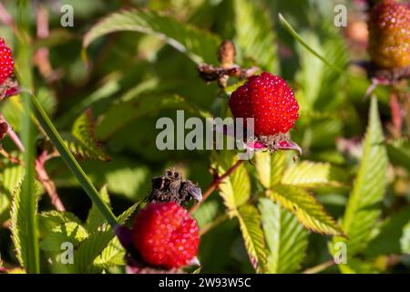 peperoni dolci che maturano in giardino alla fine dell'estate, alcuni frutti di pepe sui cespugli del giardino Foto Stock