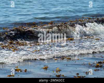 C'erano molte alghe che si lavavano nelle piccole onde sulla spiaggia, che si riversavano tra le onde Foto Stock