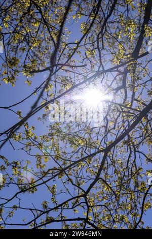 fogliame di quercia giovane e fiori nella stagione primaverile, la prima sfumatura gialla del fogliame di quercia durante la fioritura primaverile Foto Stock