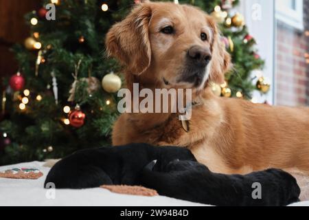 EDITORIALE UTILIZZA SOLO Golden retriever cane guida mamma, i cuccioli accolgono con favore l'arrivo della sua nuova cucciolata di nove Golden retriever x pastore tedesco "piccoli budini", giusto in tempo per Natale, Northamptonshire. Data di emissione: Domenica 24 dicembre 2023. Foto Stock