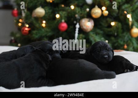 USO EDITORIALE SOLO Una cucciolata di nove Golden retriever x cuccioli di pastore tedesco sono accolti dalla mamma cane guida Golden retriever, cuccioli appena in tempo per Natale, Northamptonshire. Data di emissione: Domenica 24 dicembre 2023. Foto Stock