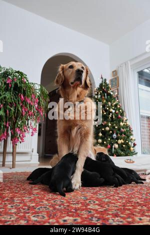 EDITORIALE UTILIZZA SOLO Golden retriever cane guida mamma, i cuccioli accolgono con favore l'arrivo della sua nuova cucciolata di nove Golden retriever x pastore tedesco "piccoli budini", giusto in tempo per Natale, Northamptonshire. Data di emissione: Domenica 24 dicembre 2023. Foto Stock