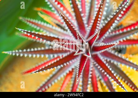 Tonalità Bordeaux viola aloe con spine bianche, vista astratta dall'alto Foto Stock