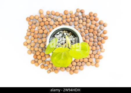 Pianta di filodendro a foglia di cuore verde lime in un vaso di fiori in ceramica bianca su sfondo bianco isolato. Foto Stock