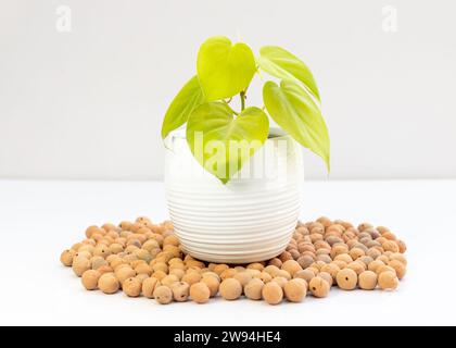 Il cuore verde lime di Philodendron lascia pianta in vaso di ceramica bianca su sfondo bianco isolato Foto Stock